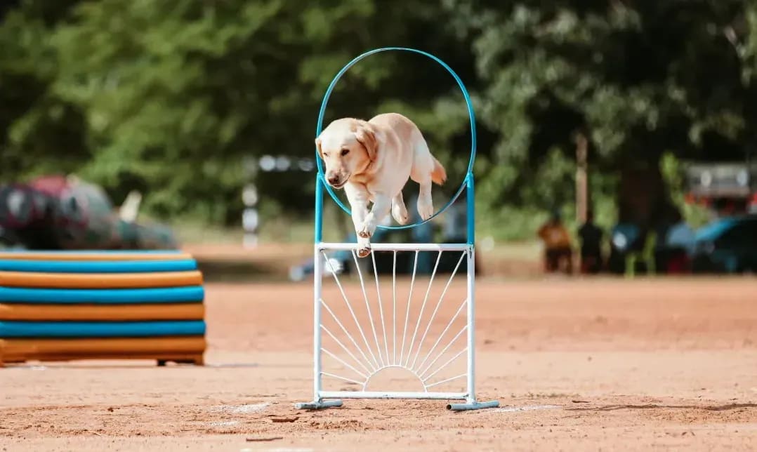 Cómo empezar con la educación básica de tu cachorro