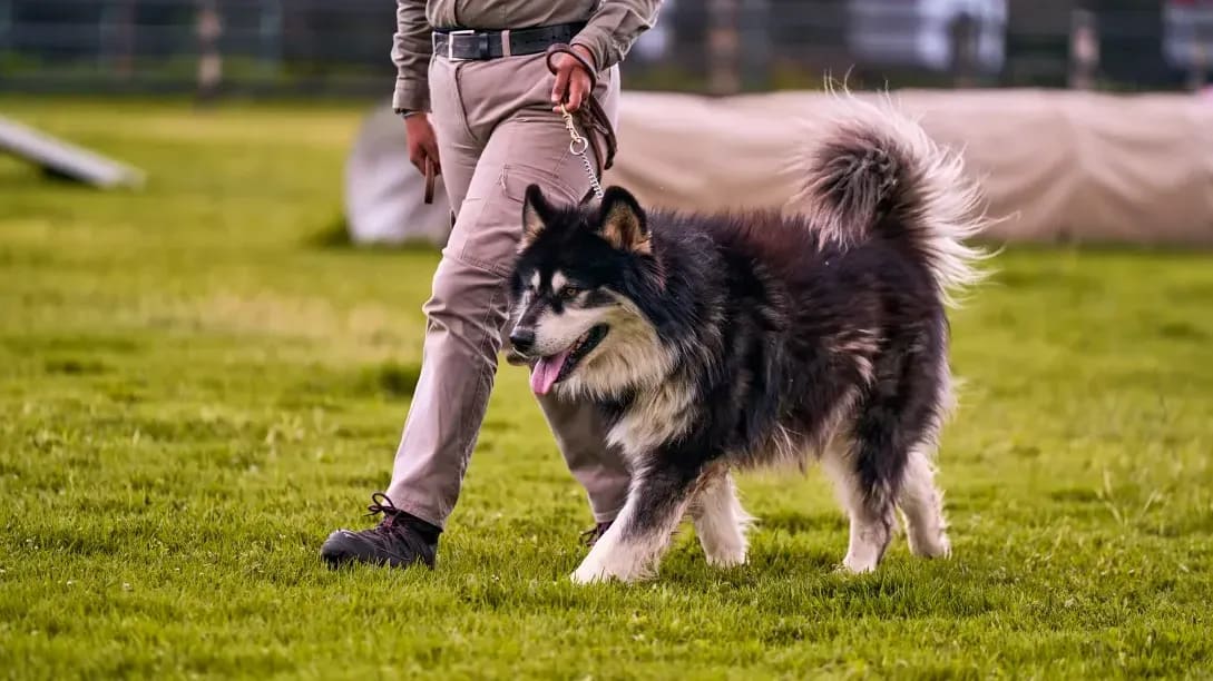 Señales de calma: cómo leer mejor a tu perro