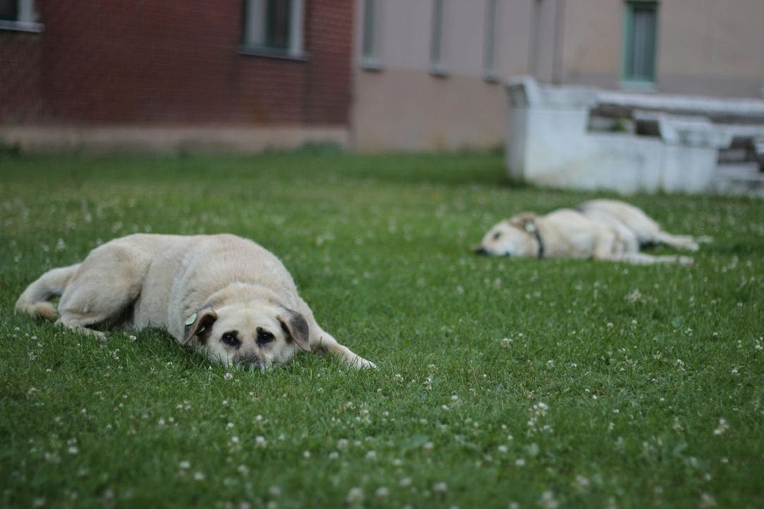 Nexo Canino 1