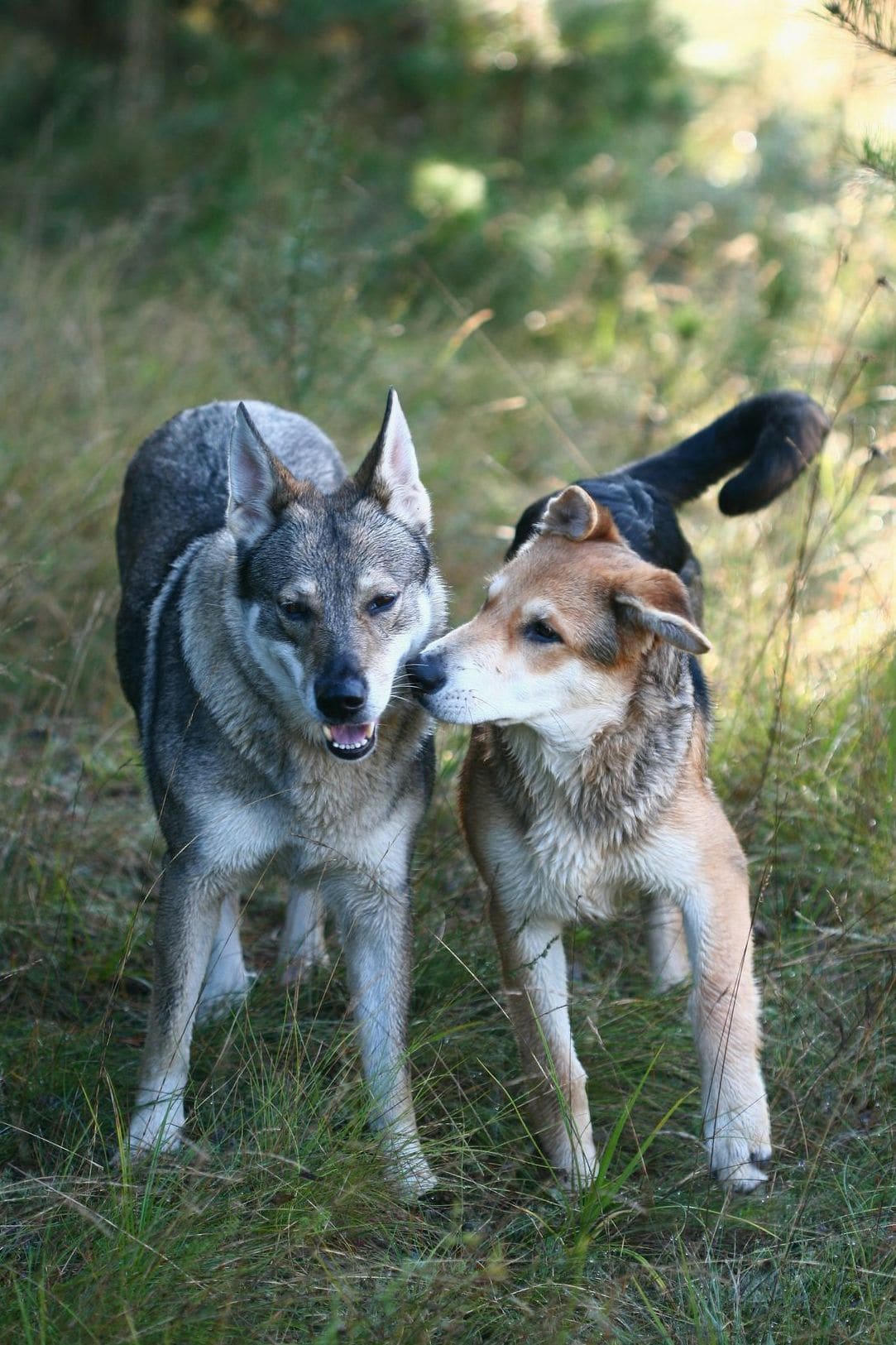 Nexo Canino 10