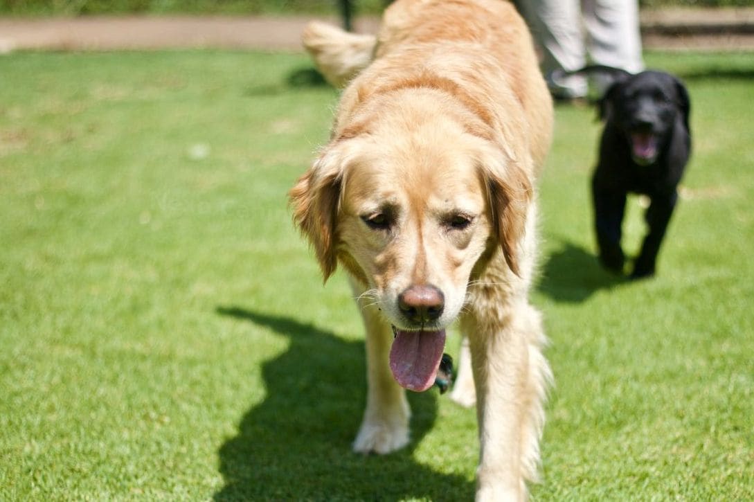 Nexo Canino 11
