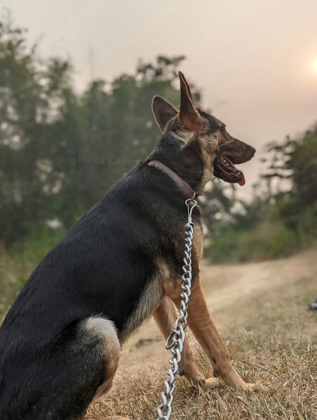 Nexo Canino 12