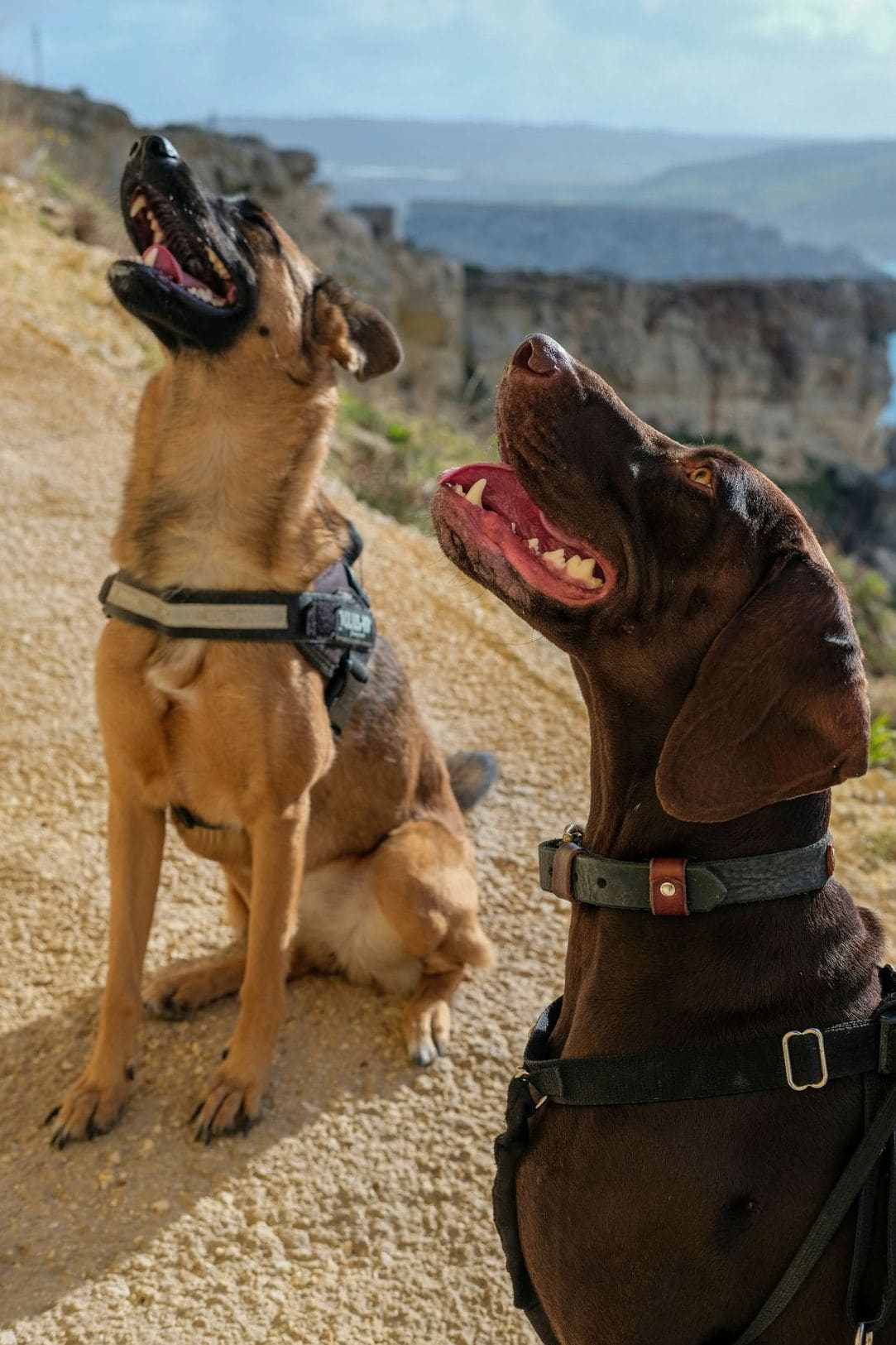 Nexo Canino 13