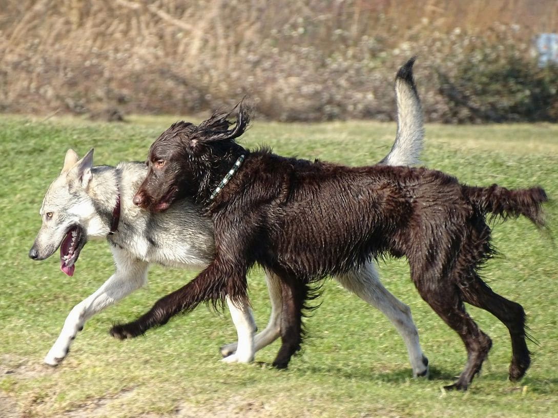 Nexo Canino 14