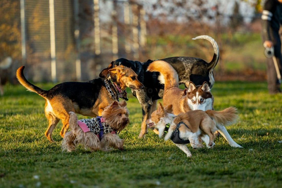 Nexo Canino 2