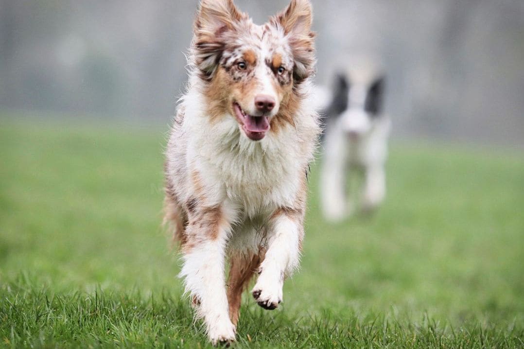 Nexo Canino 3