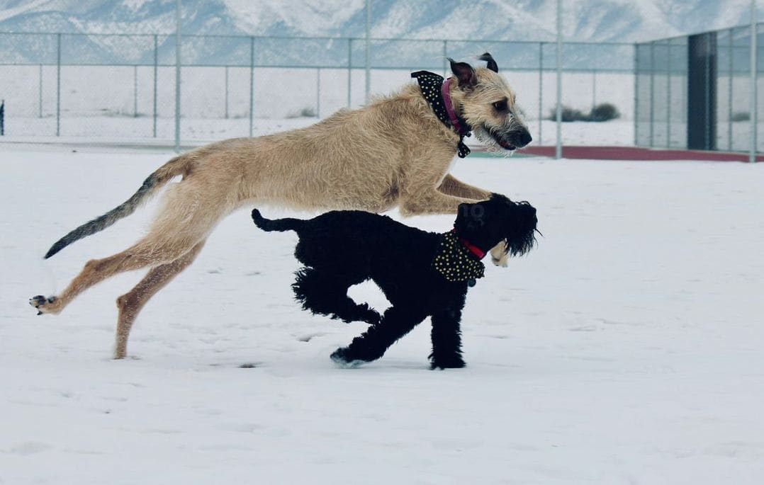 Nexo Canino 4