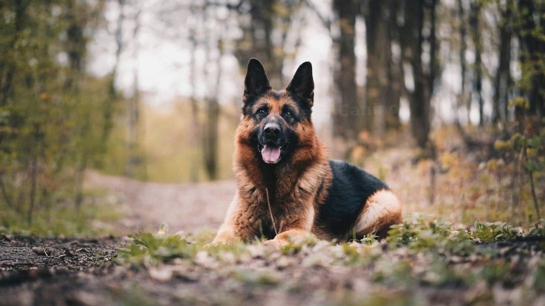 Nexo Canino 6