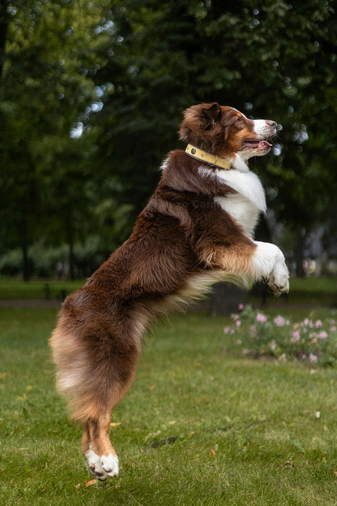 Nexo Canino 7