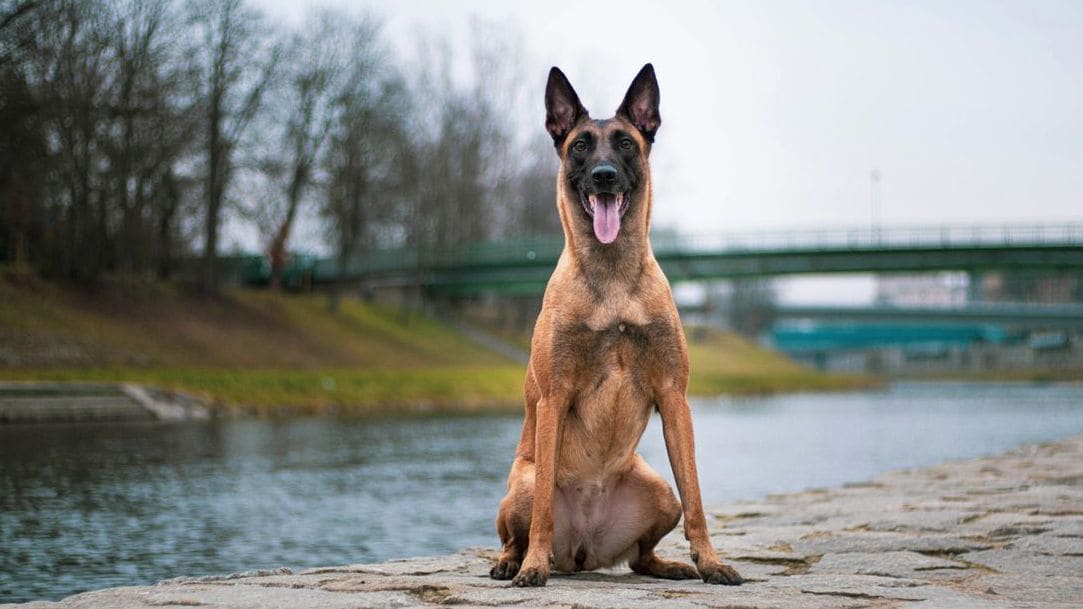 Nexo Canino 8