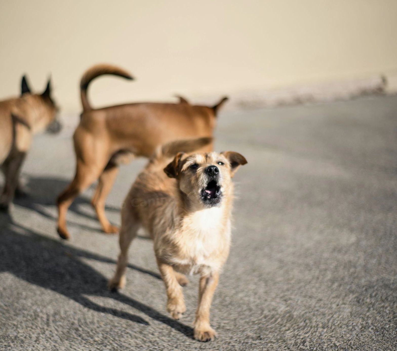 Nexo Canino